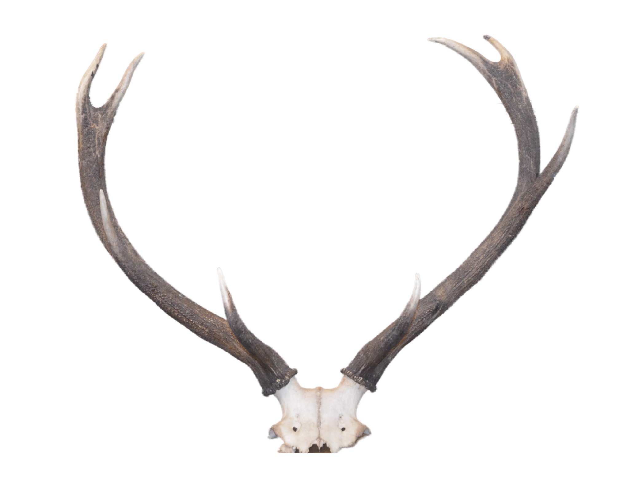 Geweih groß