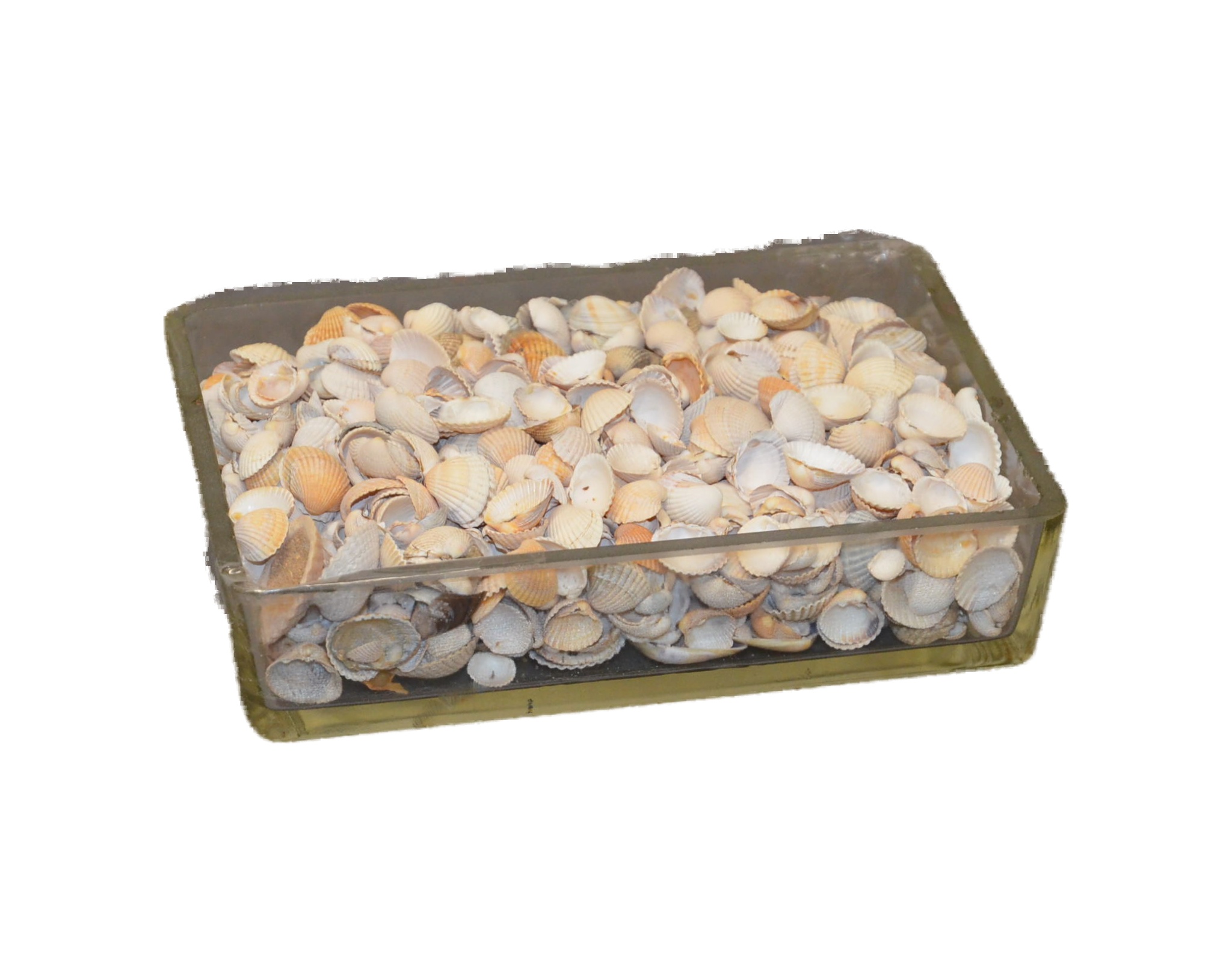 Glasschale Muscheln