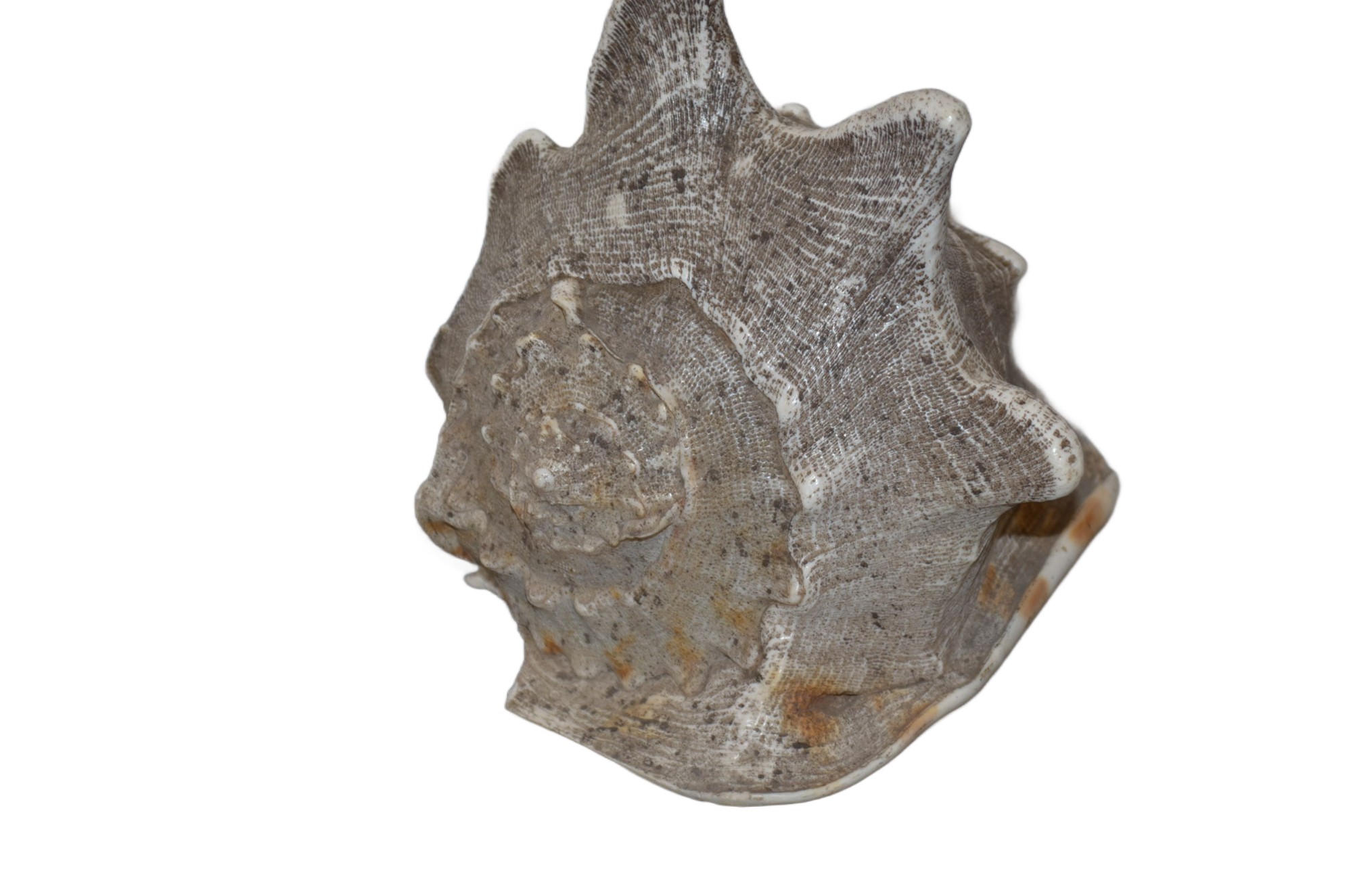 Muschel – Bild 2