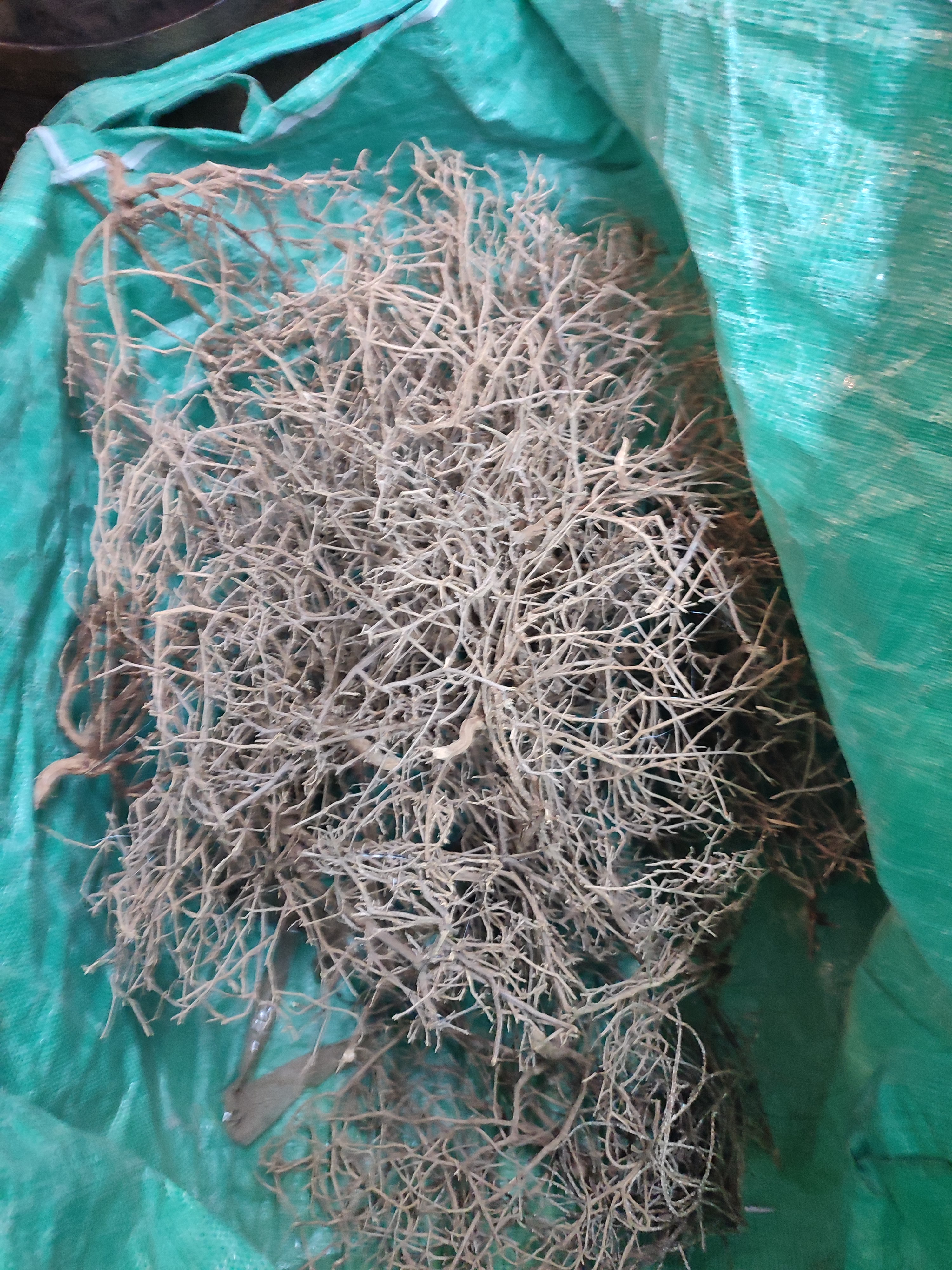 Tumbleweed