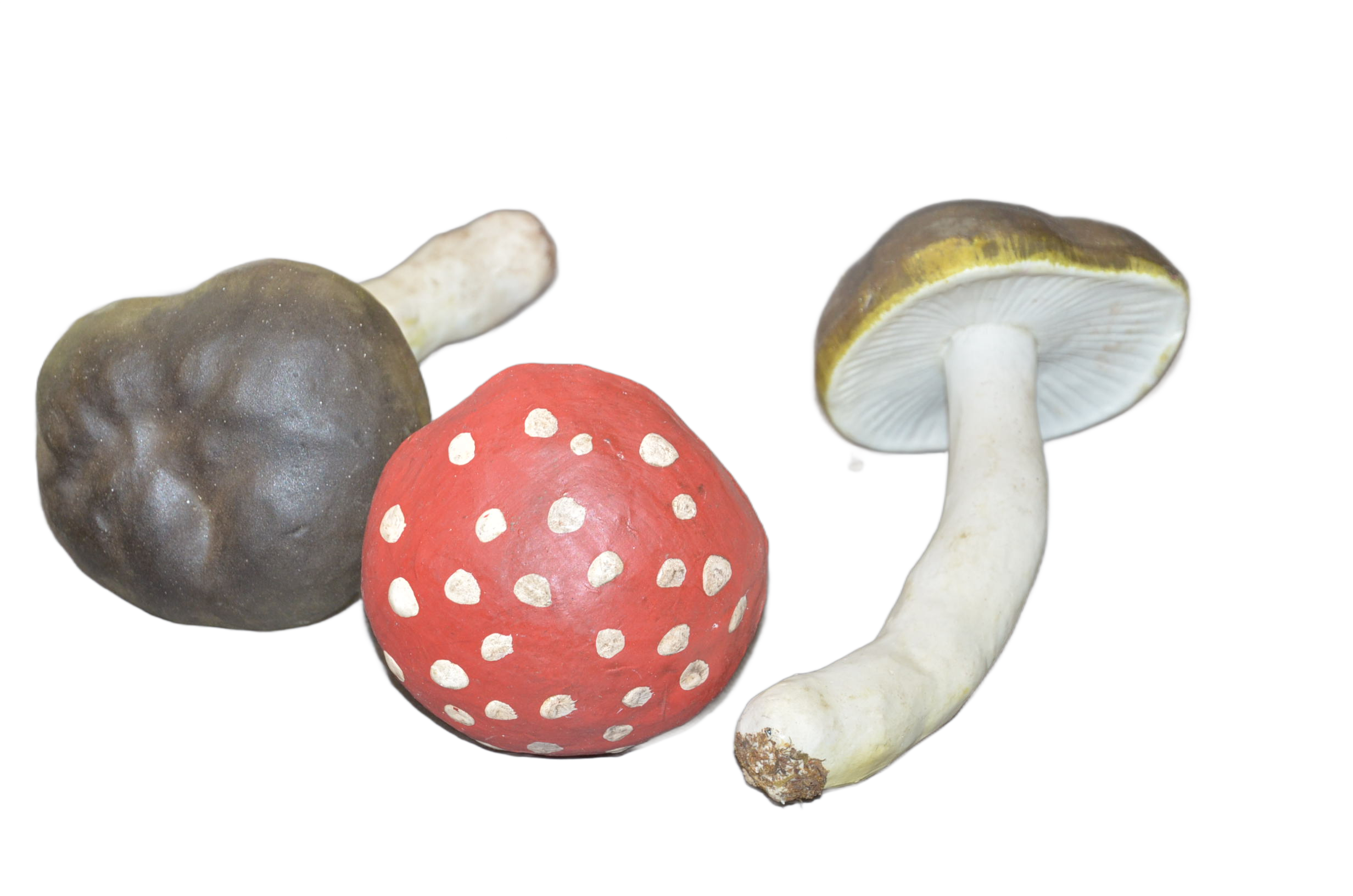 Pilze Diverse Paket